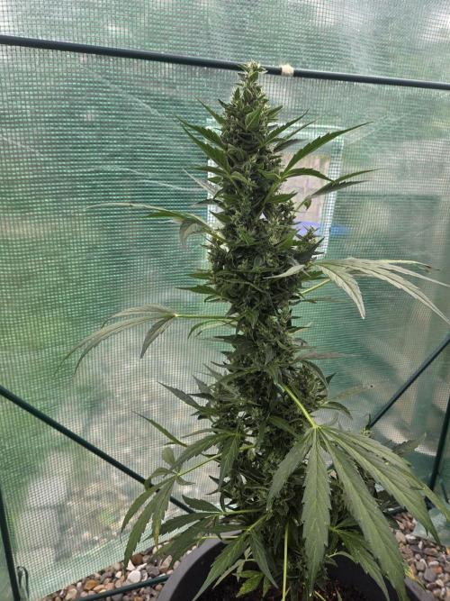 Godfeather (Draußen). Week 12