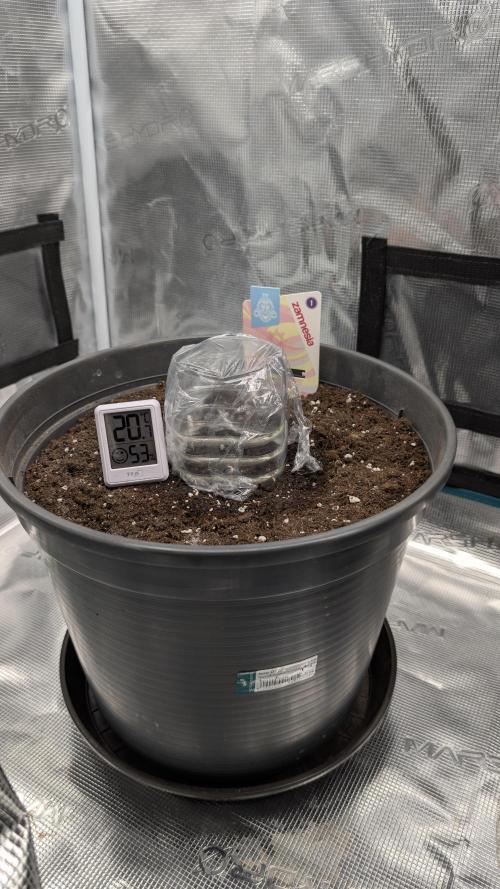 Gelato & pink rozay autos 2026. Week 0