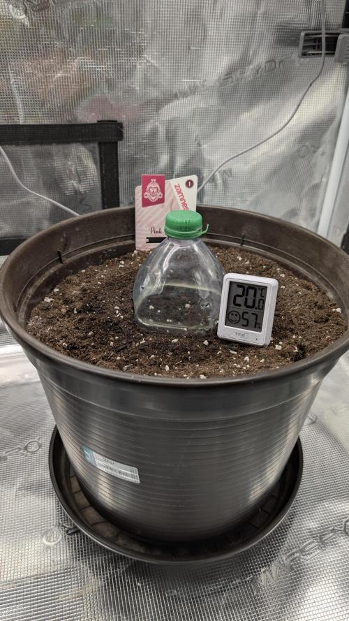 Gelato & pink rozay autos 2026. Week 0