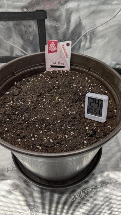 Gelato & pink rozay autos 2026. Week 0