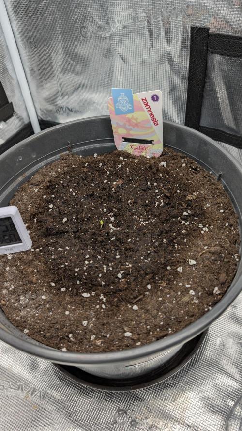 Gelato & pink rozay autos 2026. Week 0