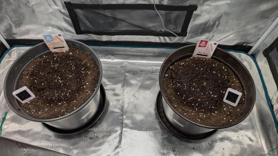 Gelato & pink rozay autos 2026. Week 0