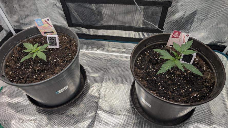 Gelato & pink rozay autos 2026. Week 1