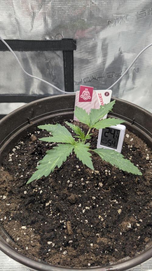 Gelato & pink rozay autos 2026. Week 1