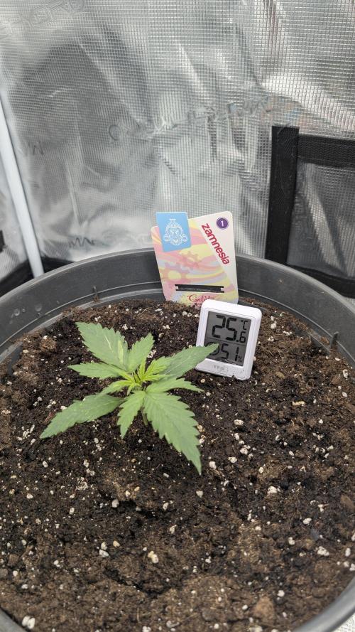 Gelato & pink rozay autos 2026. Week 1