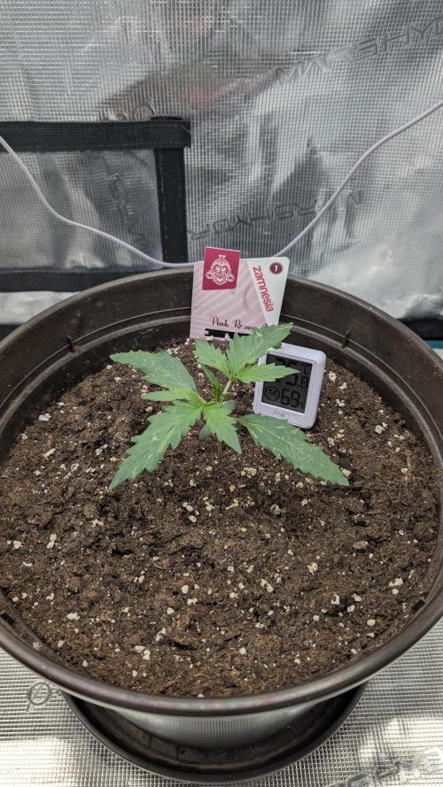 Gelato & pink rozay autos 2026. Week 1