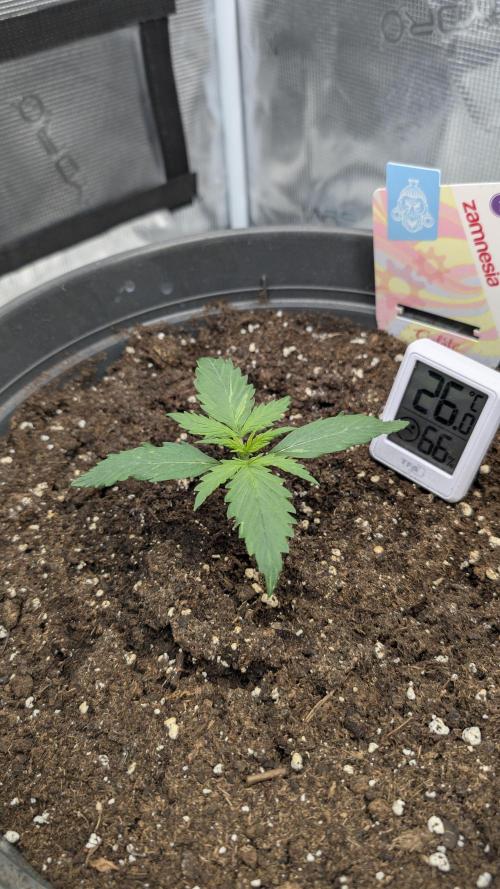 Gelato & pink rozay autos 2026. Week 1