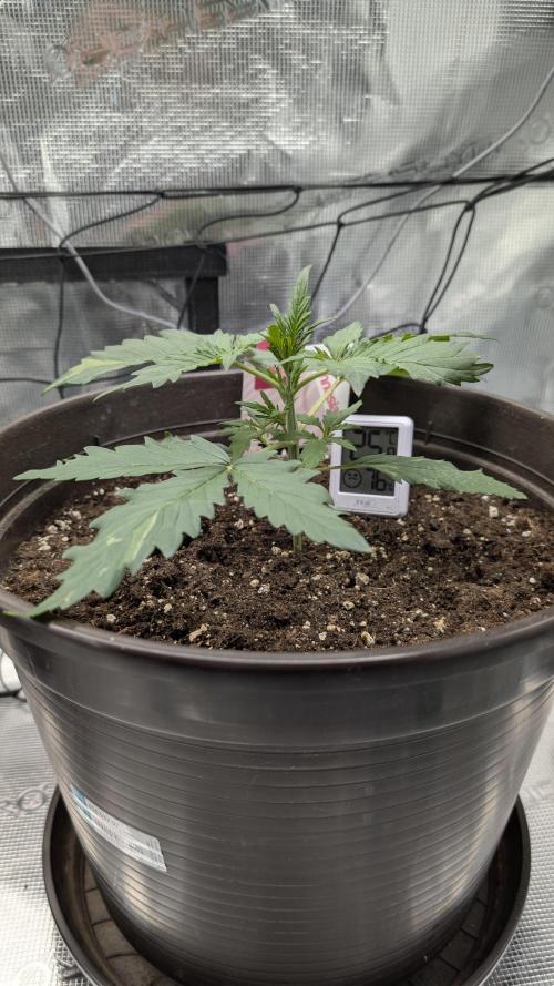 Gelato & pink rozay autos 2026. Week 2