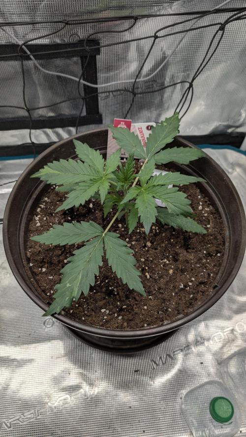 Gelato & pink rozay autos 2026. Week 2