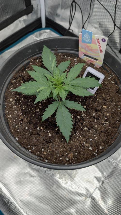 Gelato & pink rozay autos 2026. Week 2