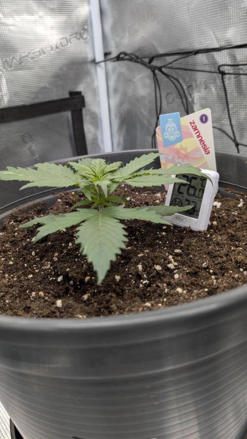 Gelato & pink rozay autos 2026. Week 2