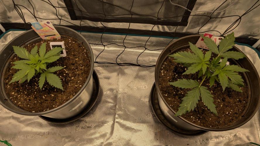 Gelato & pink rozay autos 2026. Week 2