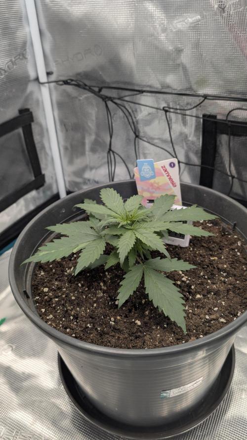 Gelato & pink rozay autos 2026. Week 2