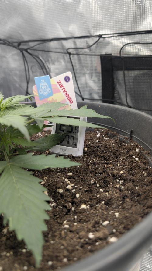 Gelato & pink rozay autos 2026. Week 2