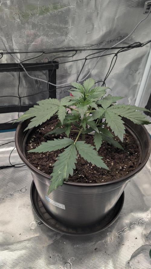 Gelato & pink rozay autos 2026. Week 2
