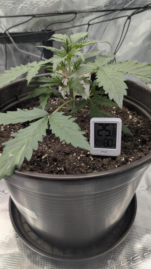 Gelato & pink rozay autos 2026. Week 2