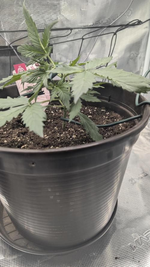 Gelato & pink rozay autos 2026. Week 2