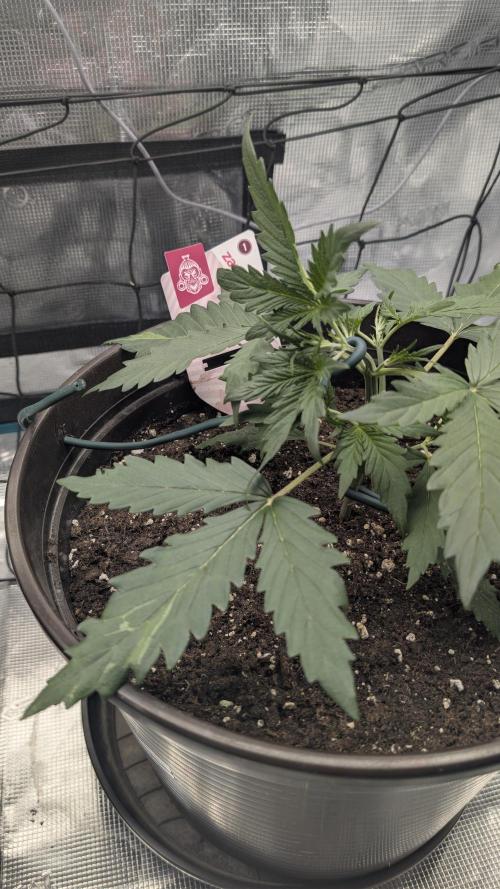 Gelato & pink rozay autos 2026. Week 2