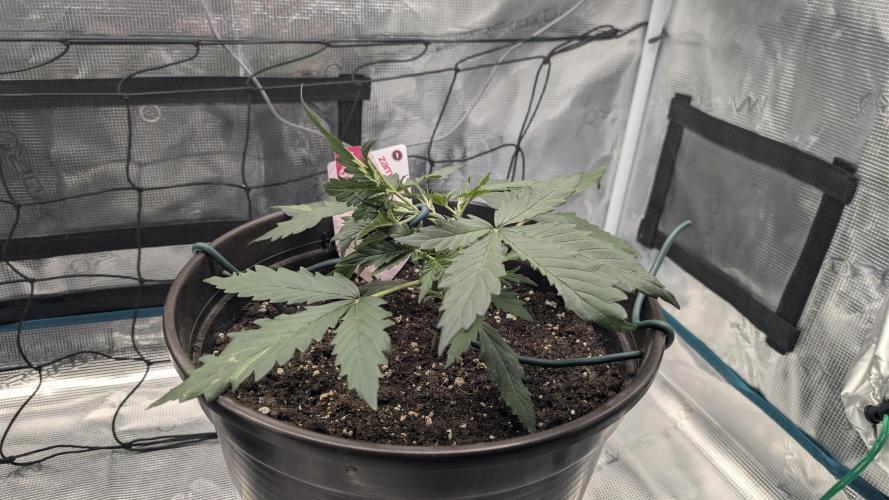 Gelato & pink rozay autos 2026. Week 2