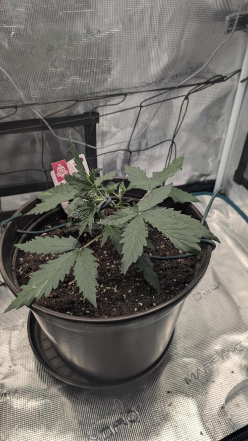 Gelato & pink rozay autos 2026. Week 2