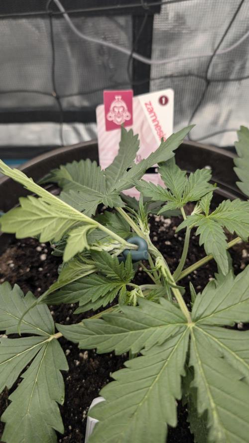 Gelato & pink rozay autos 2026. Week 2
