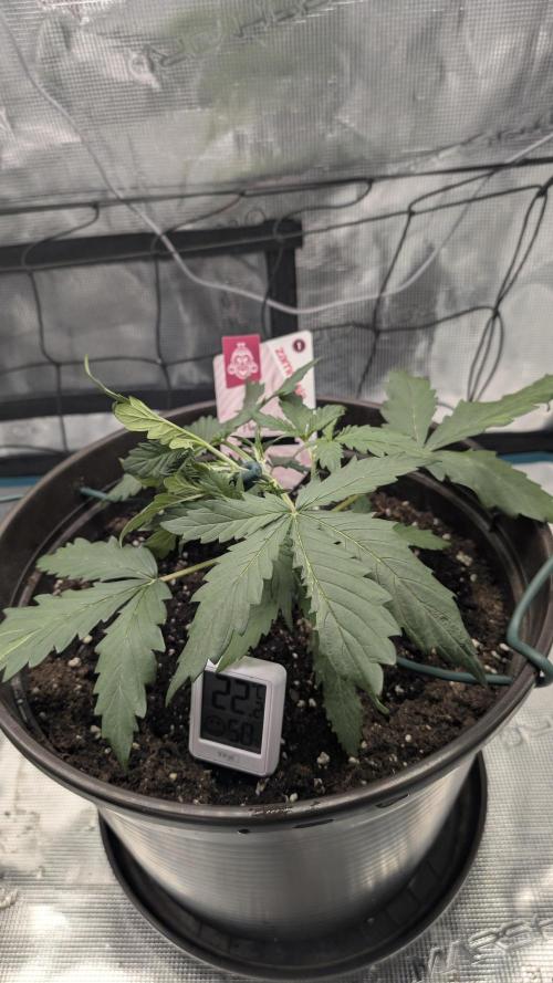 Gelato & pink rozay autos 2026. Week 2