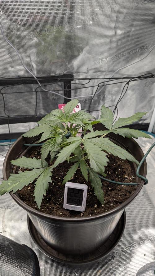 Gelato & pink rozay autos 2026. Week 2