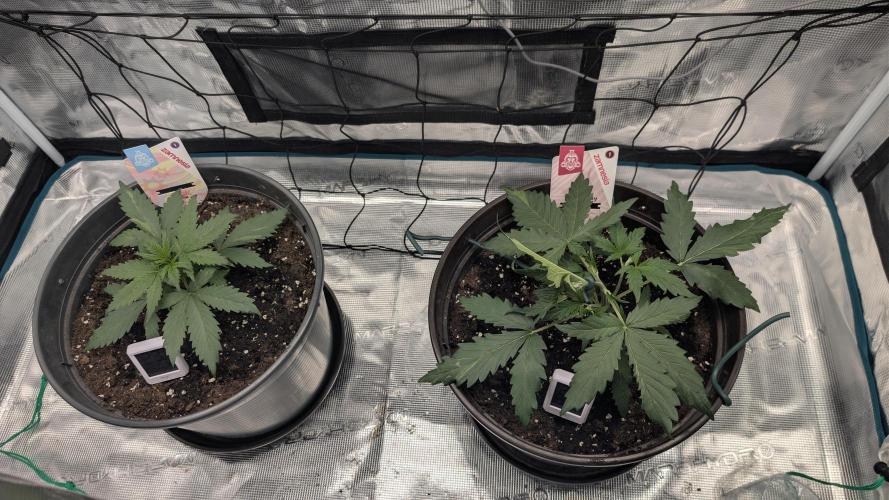 Gelato & pink rozay autos 2026. Week 3