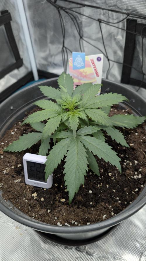 Gelato & pink rozay autos 2026. Week 3