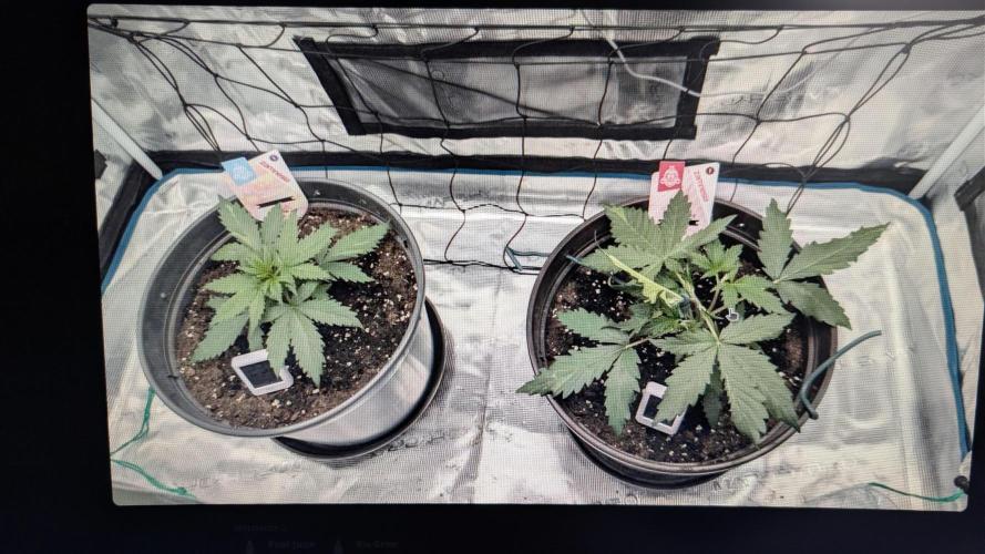 Gelato & pink rozay autos 2026. Week 3