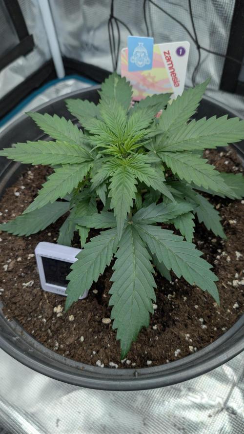 Gelato & pink rozay autos 2026. Week 3