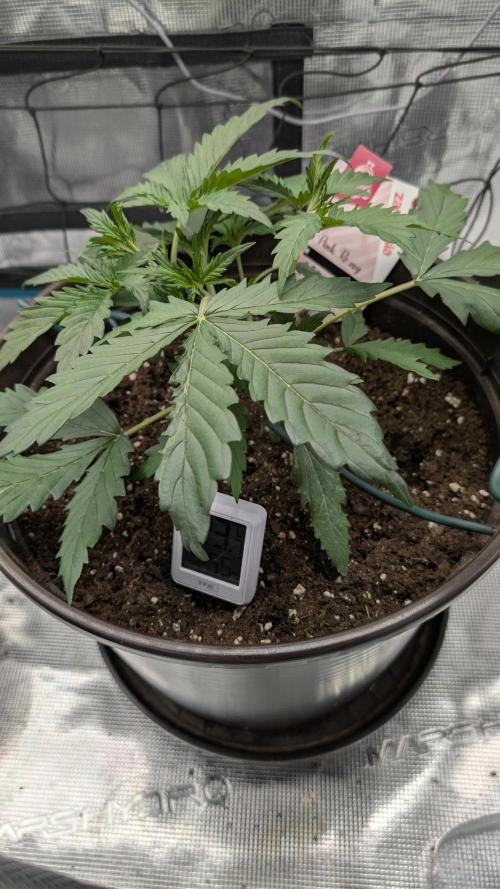 Gelato & pink rozay autos 2026. Week 3