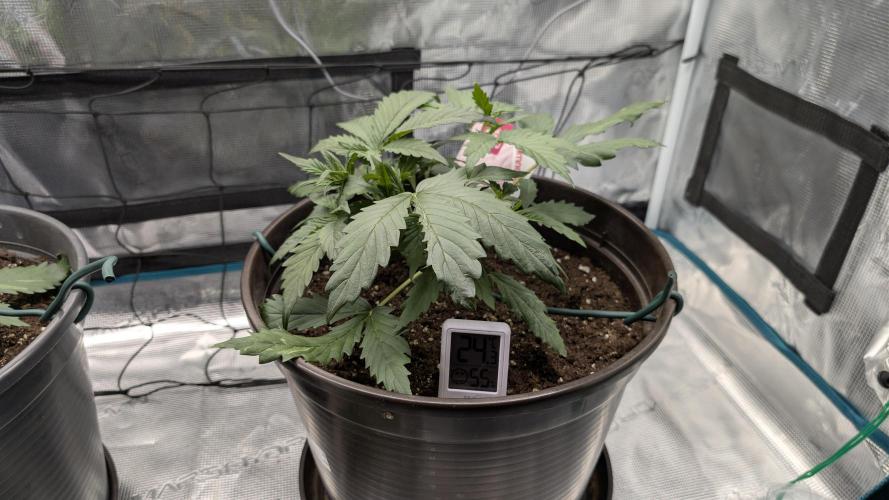 Gelato & pink rozay autos 2026. Week 3