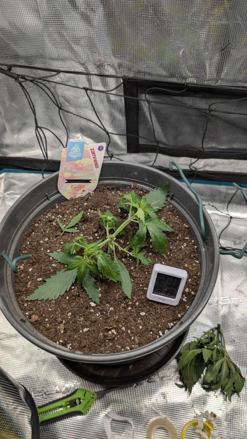 Gelato & pink rozay autos 2026. Week 3