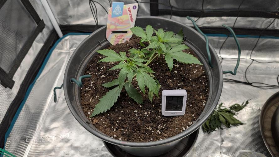 Gelato & pink rozay autos 2026. Week 3