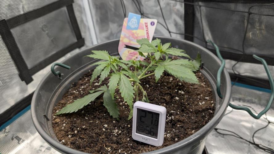 Gelato & pink rozay autos 2026. Week 3