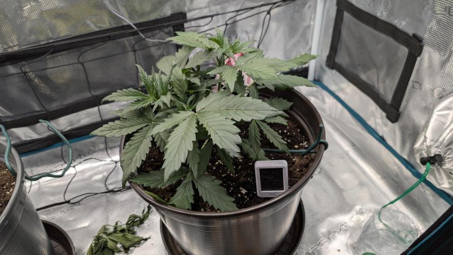 Gelato & pink rozay autos 2026. Week 3