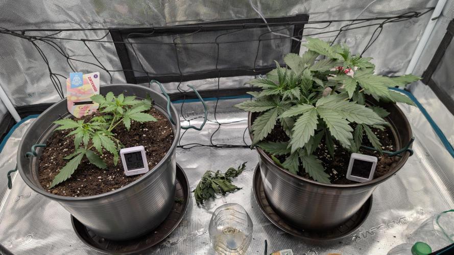 Gelato & pink rozay autos 2026. Week 3