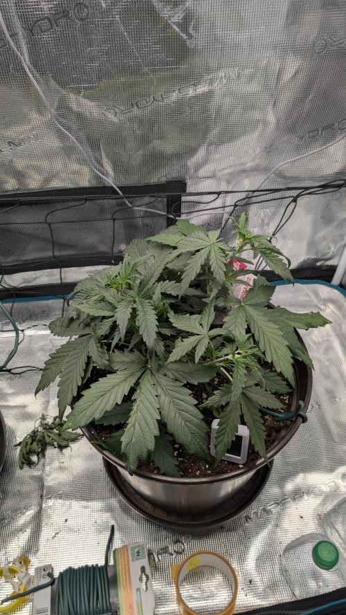 Gelato & pink rozay autos 2026. Week 3
