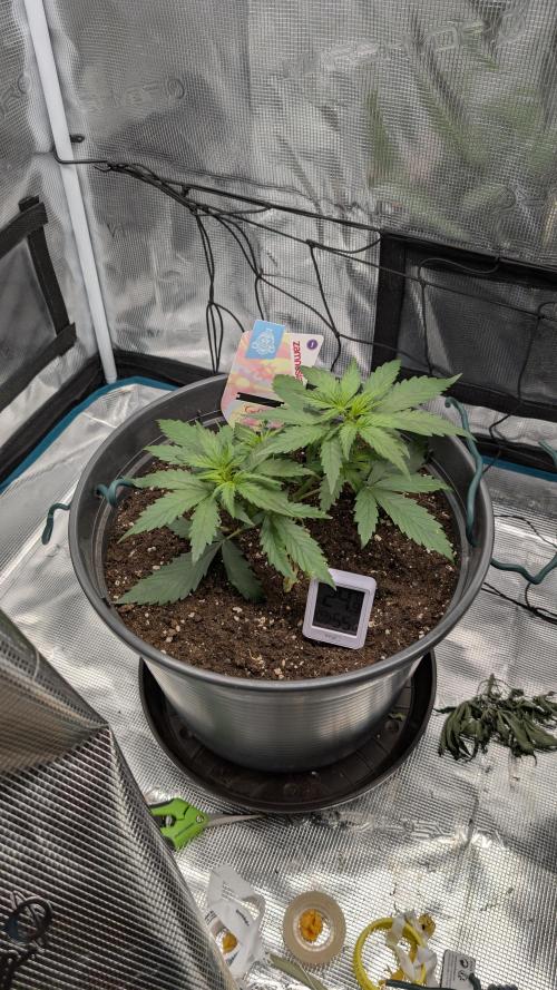 Gelato & pink rozay autos 2026. Week 3
