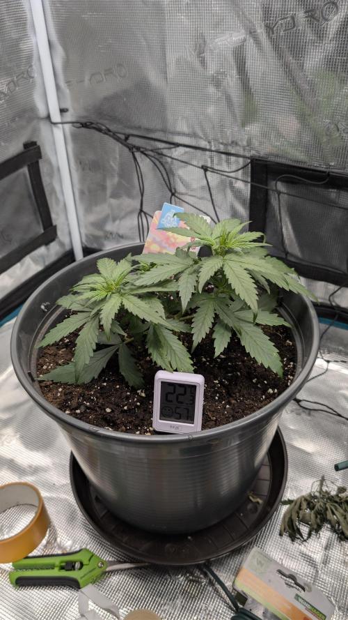 Gelato & pink rozay autos 2026. Week 3