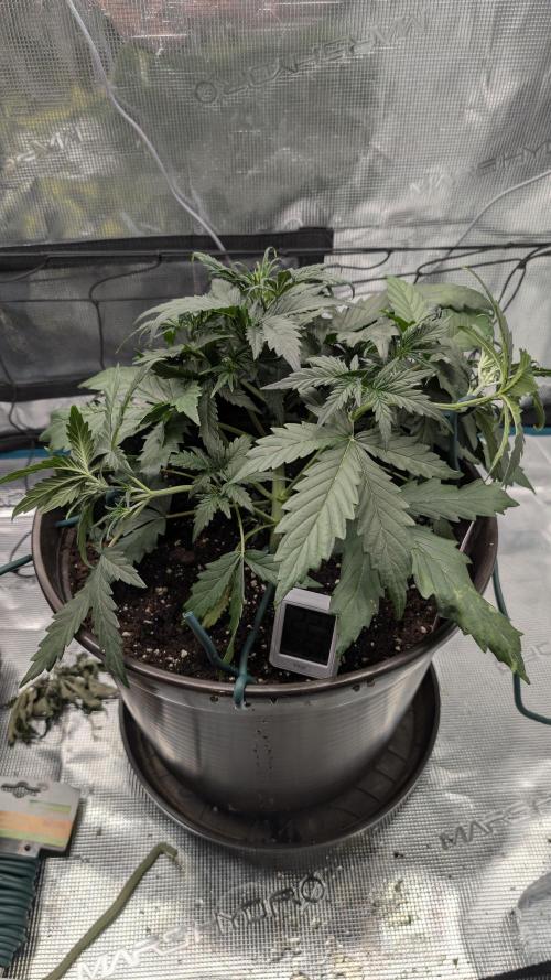 Gelato & pink rozay autos 2026. Week 3