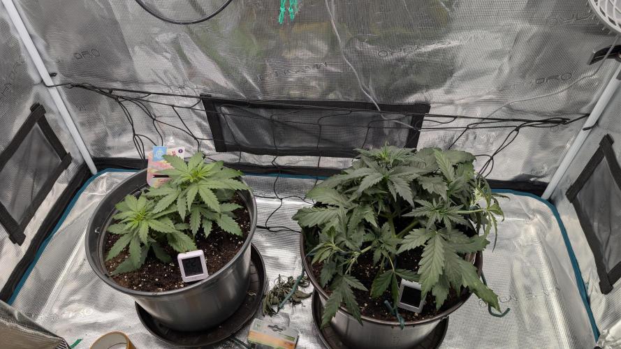 Gelato & pink rozay autos 2026. Week 3
