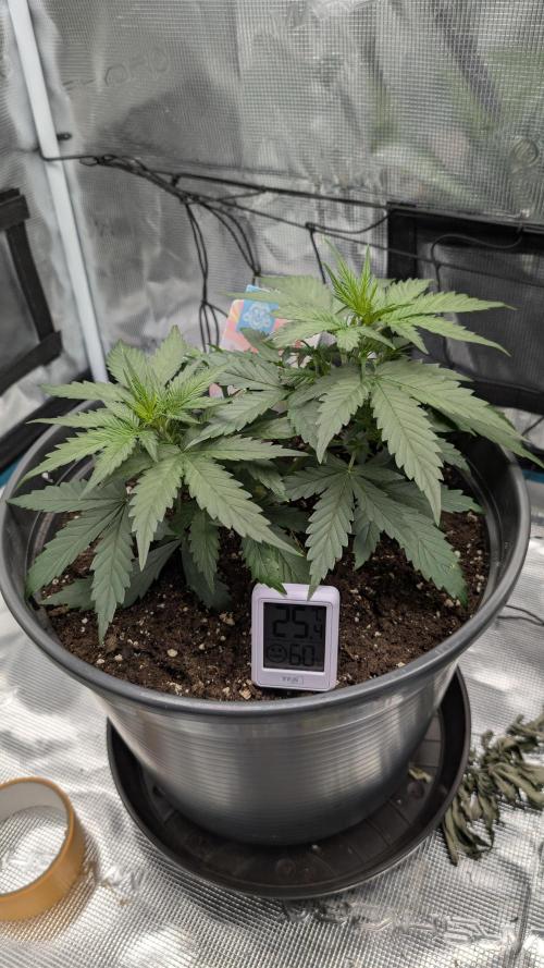 Gelato & pink rozay autos 2026. Week 3