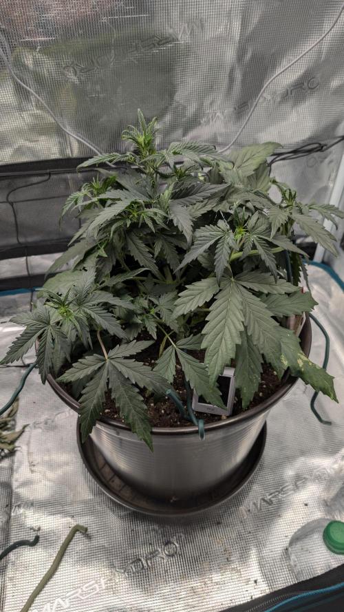 Gelato & pink rozay autos 2026. Week 3