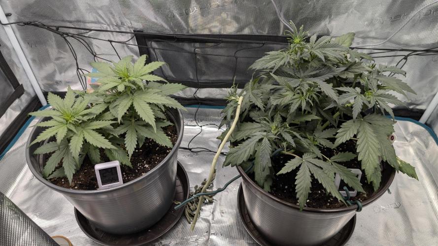 Gelato & pink rozay autos 2026. Week 3