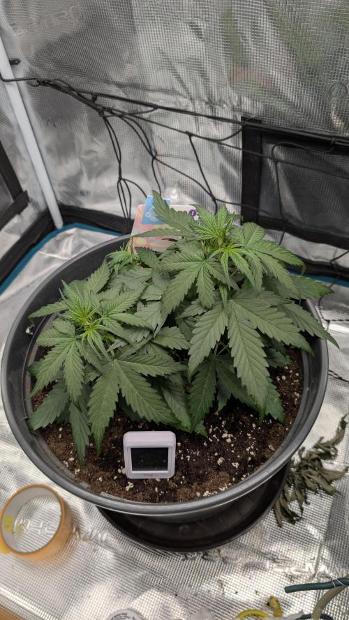 Gelato & pink rozay autos 2026. Week 3