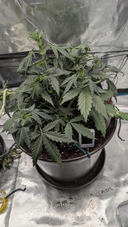 Gelato & pink rozay autos 2026. Week 3