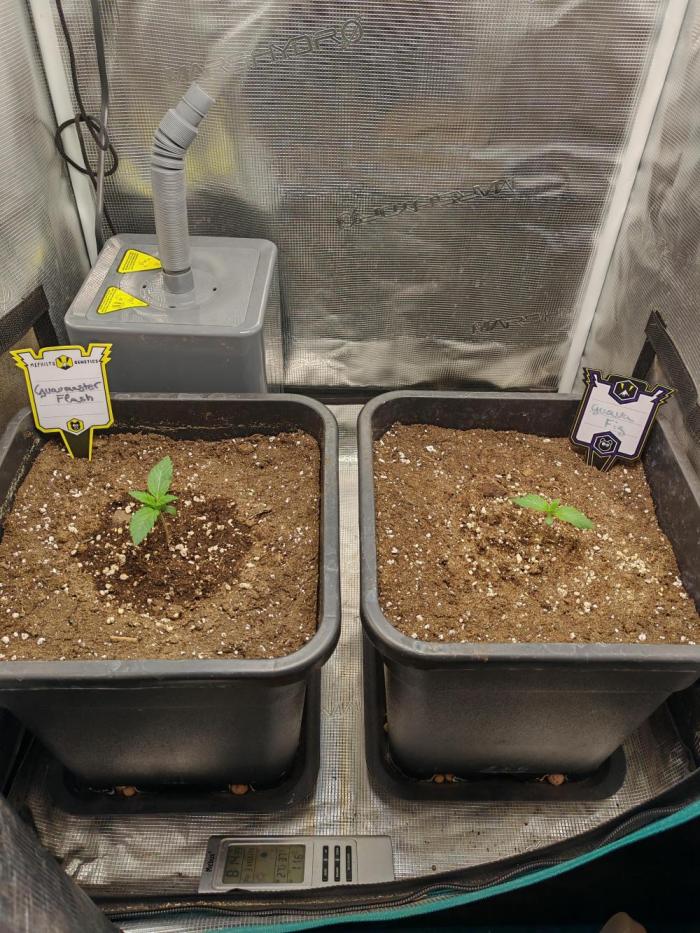 Mephisto grow. Week 1