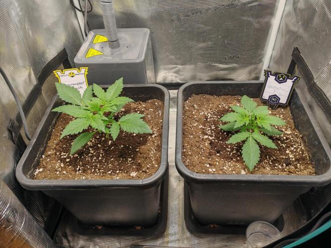 Mephisto grow. Week 2 - 31.03.